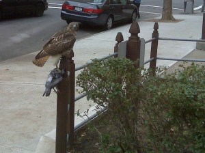 red tailed hawk and pigeon