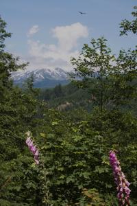 Mount Saint Helens