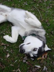 Denver at Spring Lake Park