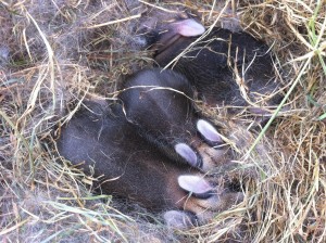 Zemanta Related Posts Thumbnail