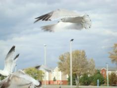 Seaguls Take to the Sky